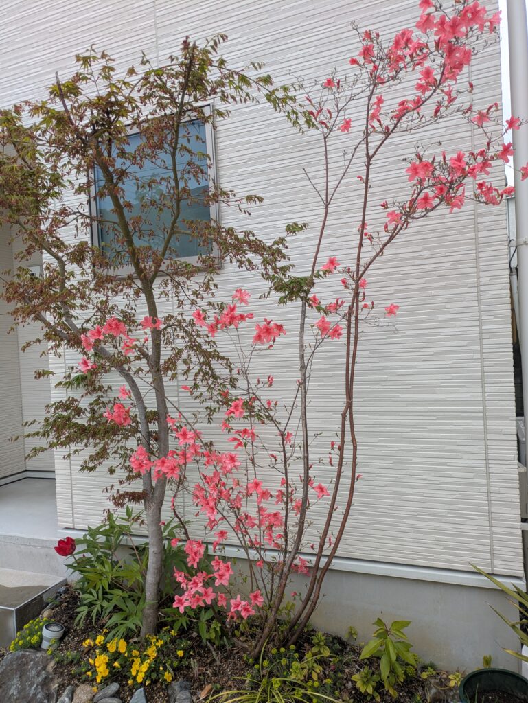 広島市西区の鍼灸院「はる鍼灸治療院」のヤマツツジ